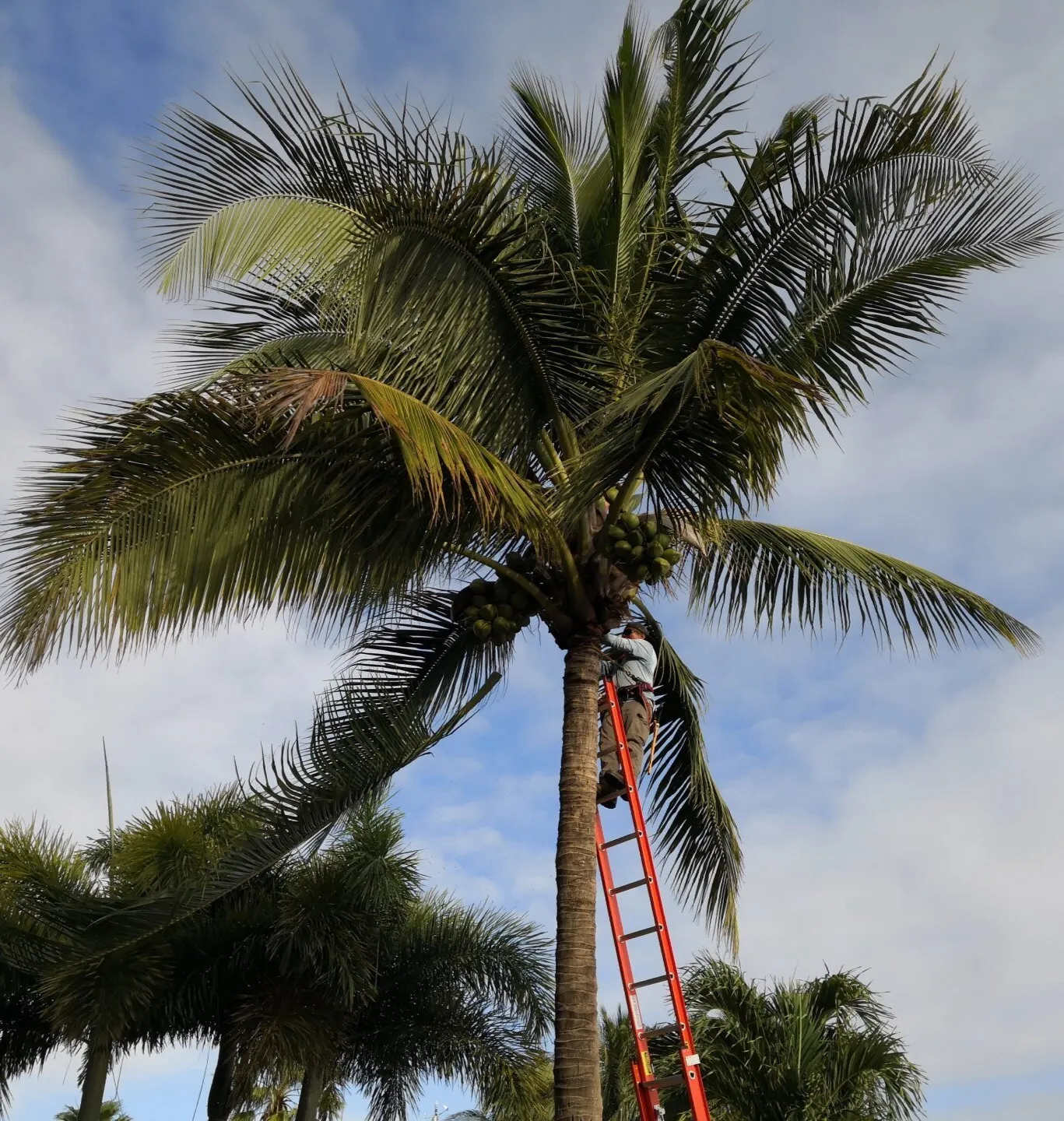 arborist in coconut palm removing dead fronds and coconuts. Service being performed in Boca Raton FL