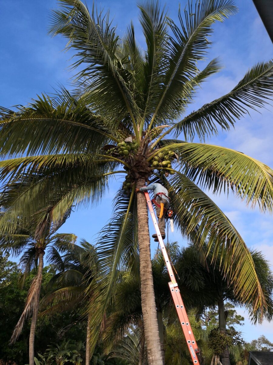 A person climbing a tall orange ladder to reach the coconuts on a palm tree in Palm Beach County. The clear blue sky and surrounding palm trees are visible in the background. The person, appearing to be a licensed arborist, wears a hat and harness for safety.