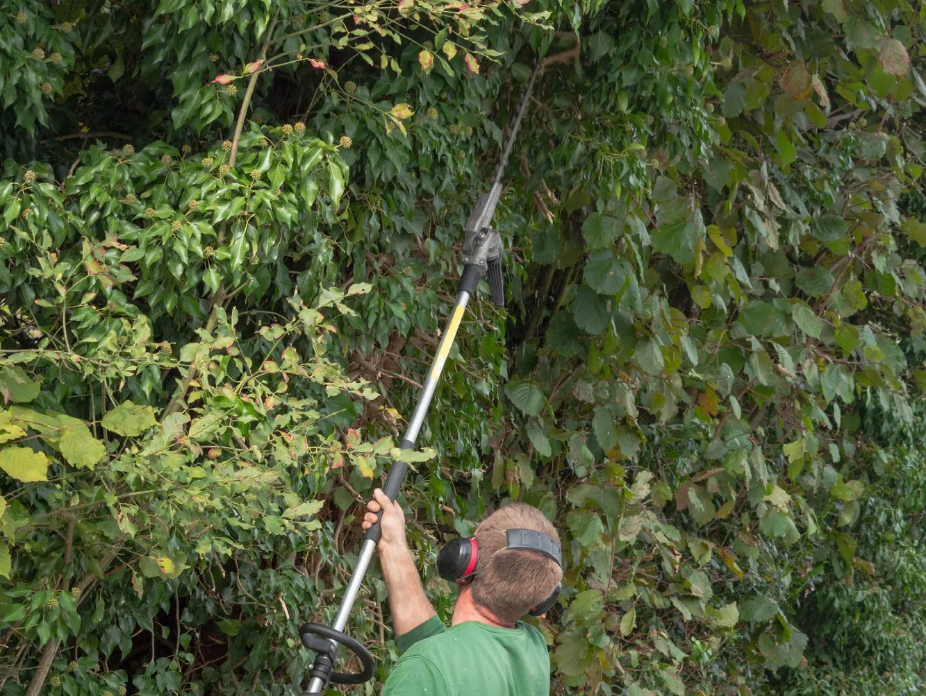 tree service professional trimming a tall hedge in Boca Raton FL