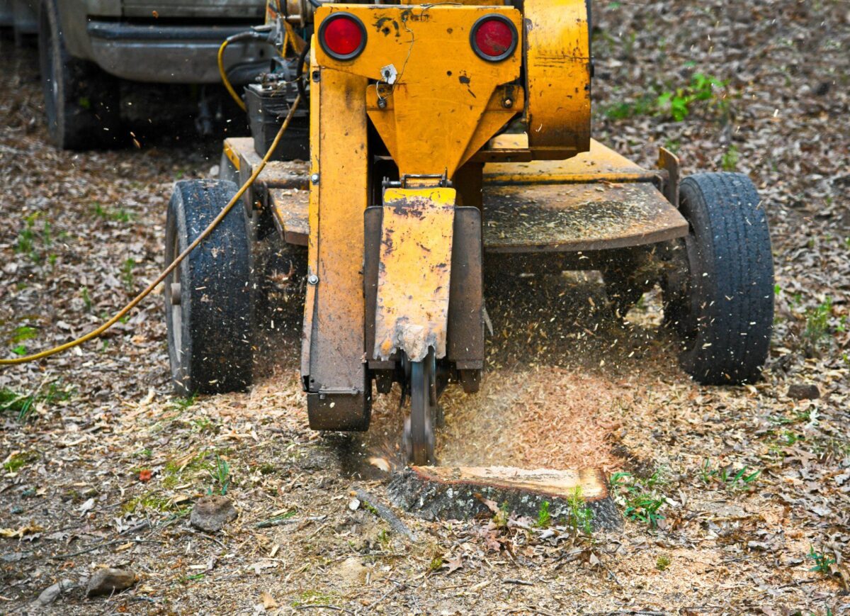 A yellow stump grinder in action, grinding down a tree stump surrounded by wood chips and debris. The machine has large wheels and a rotating blade that is cutting into the stump, showcasing the expertise of arborists providing tree services in Palm Beach County.