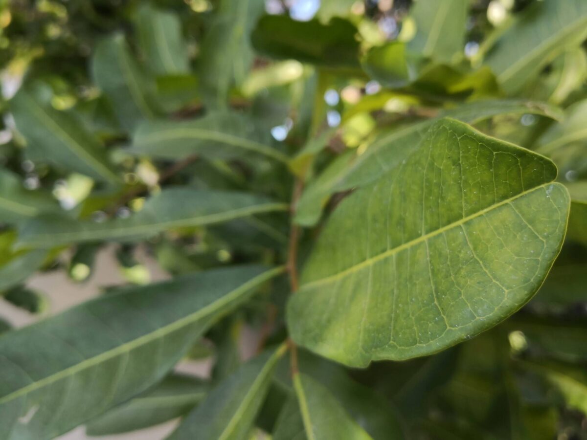 Close-up view of green leaves on a branch. The image focuses on the foreground leaves, showcasing their veins and textures, while the background leaves appear blurred. The natural light accentuates the vibrant green color of the leaves, a testament to expert care by arborists in Palm Beach County.