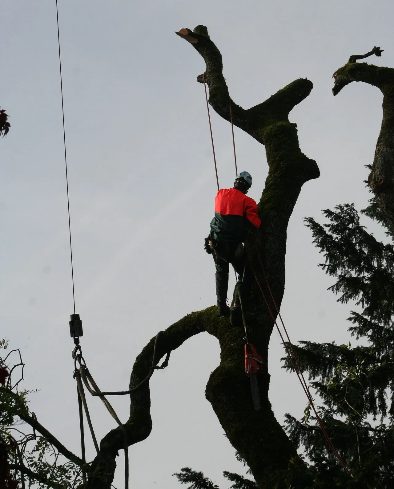 Tree being trimmed and having large branches removed in Boca Raton FL