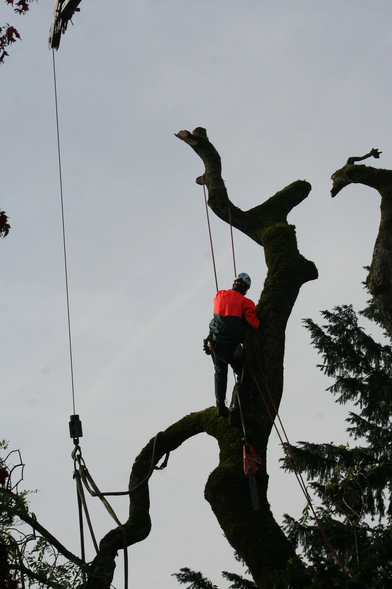 Boca Raton arborist in tree performing a tree removal in Palm Beach County