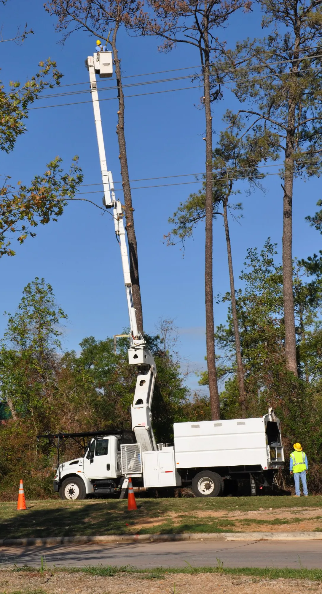 Boca Raton Tree care company in bucket truck removing tall branches from a tree in Palm Beach County FL
