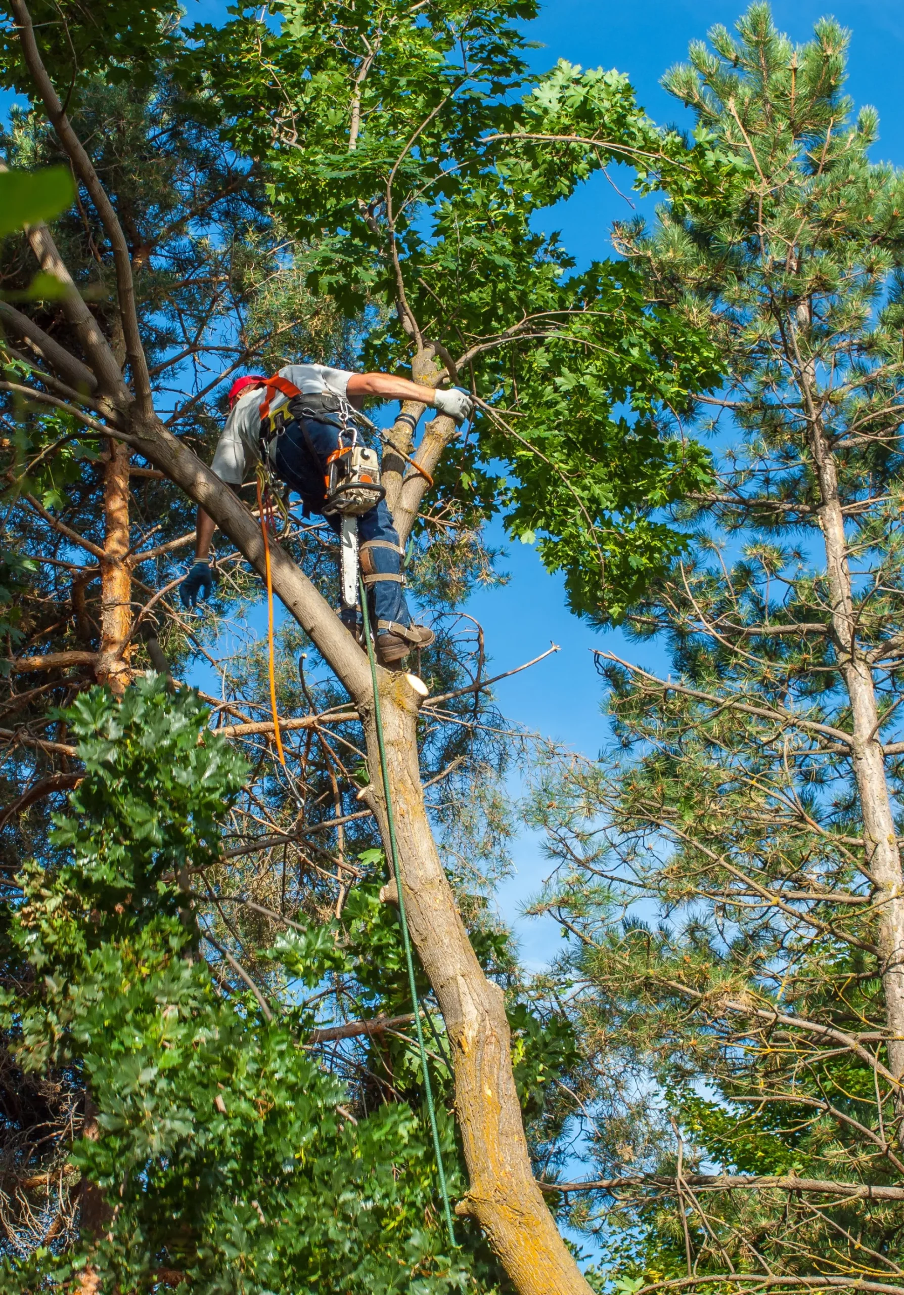 Tree service pro high up in tree using specialist equipment to trim trees in Boca Florida